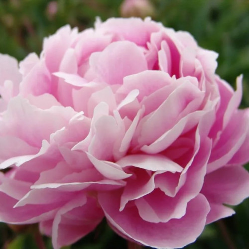 Пион Свит Хармони Цветок Sweet Harmony махровый, корончатый, очень большой, лавандово-розовый, ближе к середине и к краям лепестков имеет молочно-перламутровый оттенок. 
