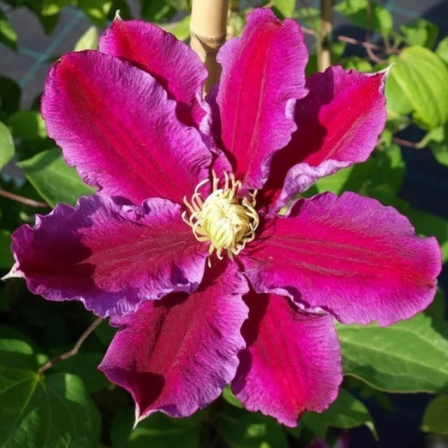 Клематис Ханиа Великолепный сорт, с крупными, двуцветными бархатистыми цветками: искристо-красными с пурпурно-розовой каймой и контрастными золотистыми тычинками в середине.  Высота растения до ~ 2- 2,5 м.