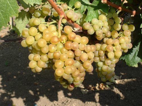 Виноград винный Черсеги Фюсереш Вина из этого сорта винограда имеют характерный аромат и богатый букет.
