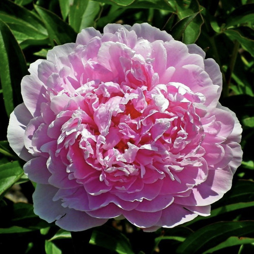 Пион древовидный Блю Чиф Пион древовидный «Zi lan kui» - цветы розовато-синего цвета, с небольшим фиолетовым оттенком. Диаметр цветка 16-20 см. Цветет рано, обильно, весь куст усыпан шарообразными цветками. 