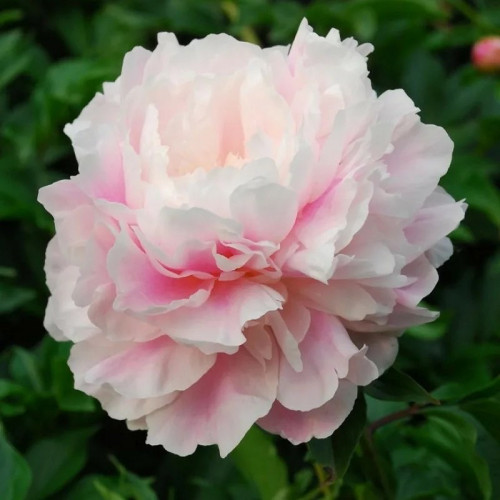 Пион Морнинг Кисс Цветок Morning Kiss махровый нежно-розовый, более светлый по краям. Тонкий аромат. 