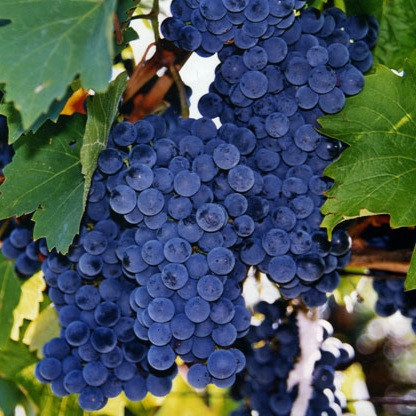 Виноград винный Рубин Мякоть сочная, гармоничного вкуса. Кожица прочная.