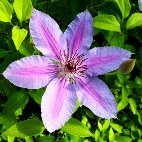 Клематис Нелли Мозер Цветки раскрытые, двухцветные, светло-голубовато-розовые или лиловые с малиновой полосой по центру, 16-20 см в диаметре.  Высота растения до ~ 2 - 3 м.
