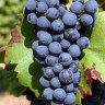 Виноград винный Регент - Виноград винный Регент
