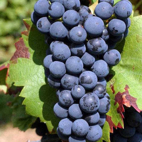 Виноград винный Регент Вкус гармоничный. Мякоть сочная, интенсивно окрашенная, кожица тонкая. 