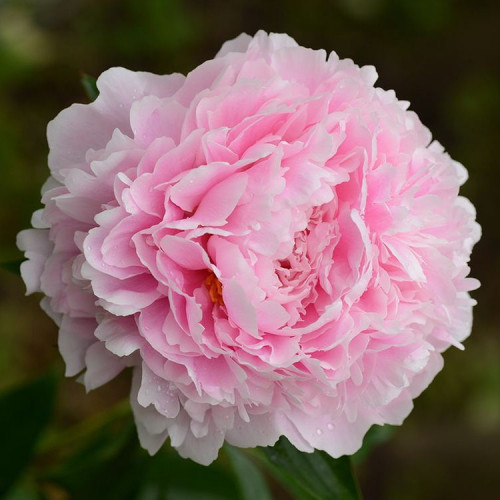 Пион Сара Бернар Махровые огромные цветы отличаются приятным сочным, однородным лилово-малиново-розовым цветом.