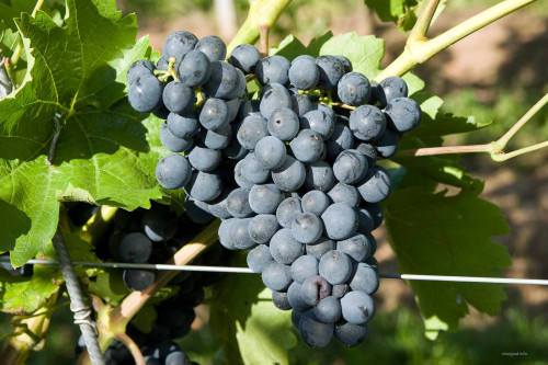 Виноград винный Болеро Болеро дает красные вина рубинового цвета с ароматами зрелых, красных ягод.