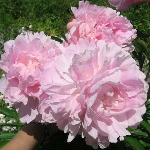 Пион Пиллоу Ток Пион Pillow Talk махровый розовидный. Цветок крупный, но изящный, нежно-розовый, пушистый. Аромат средний.