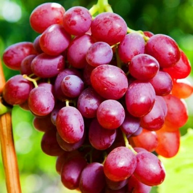 Виноград столовый Ливия Мякоть мясисто - сочная, с мускатным ароматом и высоким сахаронакоплением.