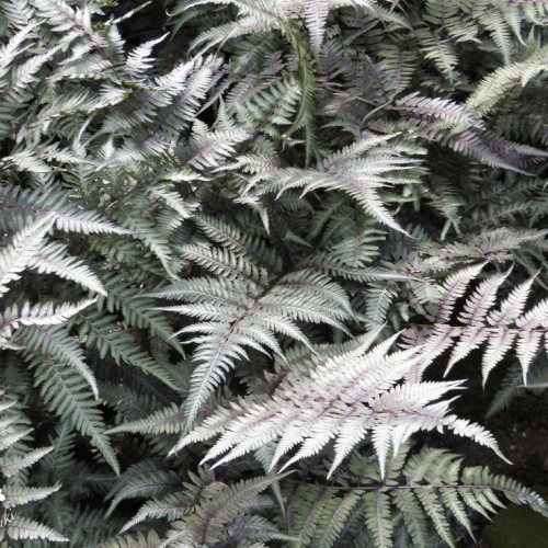 ​Кочедыжник Металликум Высокодекоративные листья с металлическим блеском и красно-багряными тонами на стебле и вокруг него. 