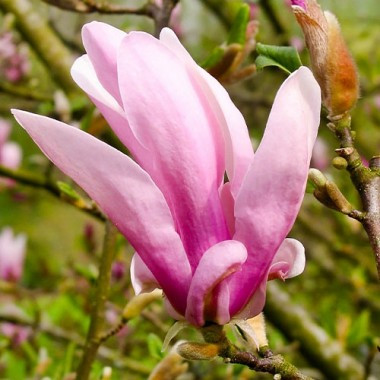 Магнолия Джордж Генри Керн Высота – 3-4 метра. Джордж Генри Керн – сорт со светло-фиолетово-розовыми цветками с узкими лепестками. Куст может расти в городе. Обильное и длительное цветение.