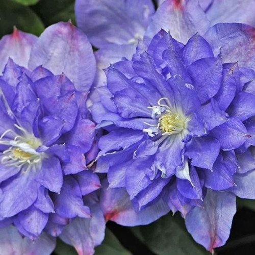 Клематис Блю Эксплоужен Цветёт обильно голубыми махровыми цветками. Куст ~2,5-3 м в высоту.