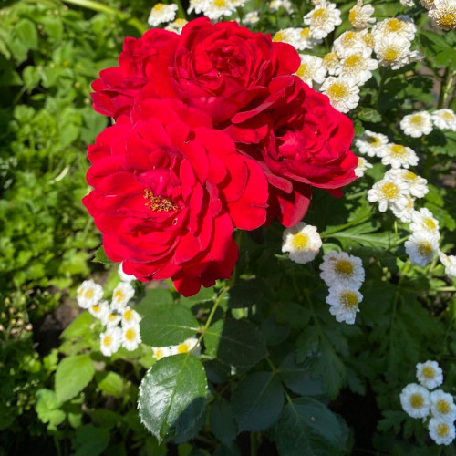 Роза плетистая Симпати Розу «Sympathie» ценят за роскошные ярко-красные цветы, обильное продолжительное цветение, большую силу роста и неприхотливость. Высокий мощный куст, усыпанный яркими бутонами, прекрасно подходит для украшения стен и заборов, создания садовых арок и живых изгородей.​