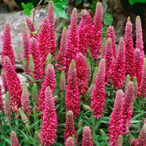 Вероника Хайдекинд Соцветия вероники "Heidekind" окрашены в палево-розовые.
