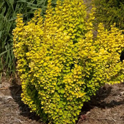 Барбарис Тунберга Голден Пиллар Цвет листьев варьирует от желтого весной, зеленого летом до ярко-красного осенью. 
