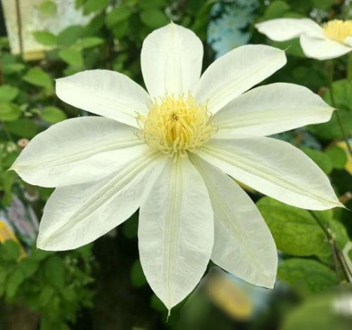 Клематис Вадас Праймроуз Цветы от светло-кремового до бледно желтого цвета.  Высота лианы ~ 2 - 2,5 м. 