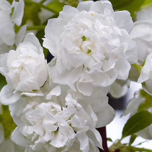 Сакура Альба Плена Alba Plena - это цветочный куст с роскошными белыми махровыми цветами невероятной красоты, напоминающими розочки, одна из самых красивых декоративных разновидностей вишни.
Белые махровые соцветия с нежными лепестками напоминают миниатюрные розочки.